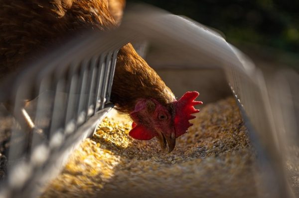 Choose the right chicken feeder for your chicken coop