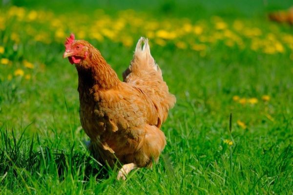 Get started keeping chicken