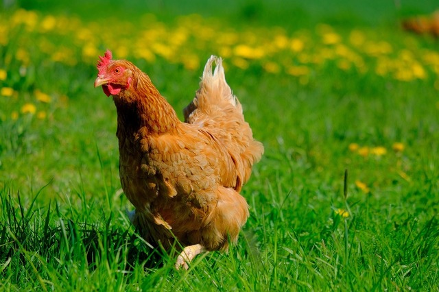 Chicken Bomb main image 1