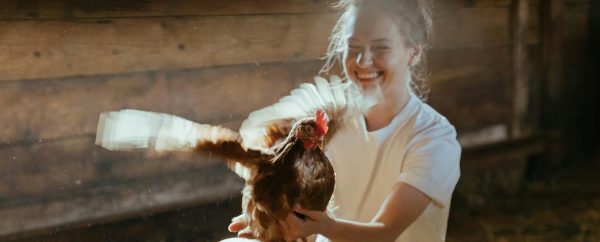 Chicken Clucks - How to keep chickens