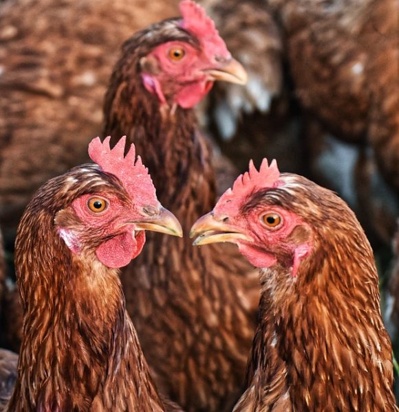 How to select the best chicken breeds