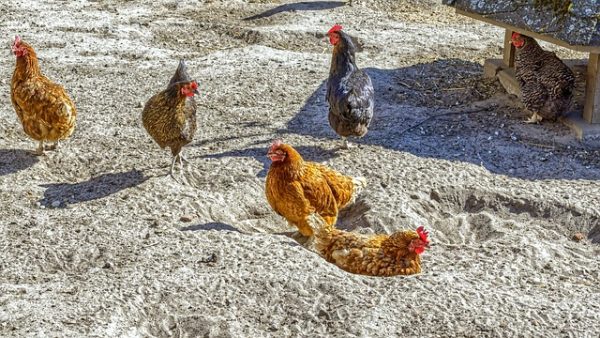 Dust bath for chickens