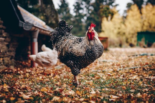 Seasonal tips for chickens