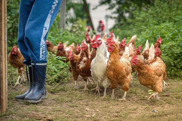 How to take care of chickens