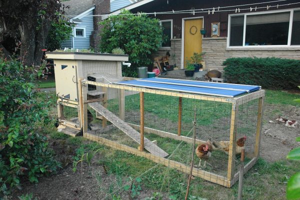 Build your own chicken coop DIY