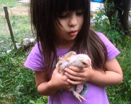 Chicken stories - In awe from tail to feather