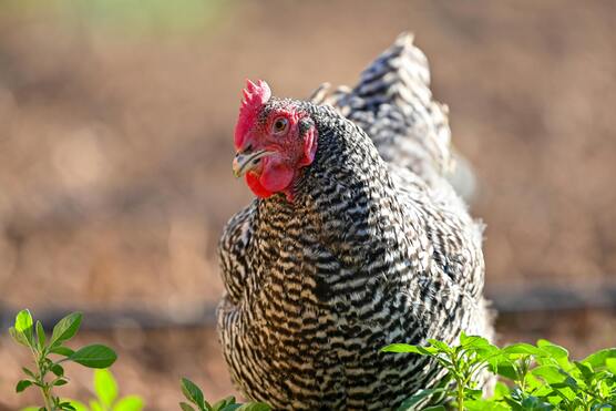 Get started keeping backyard chickens: a beginners guide