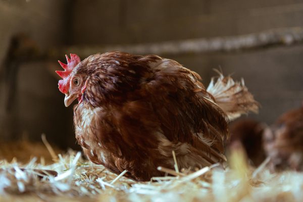How to prevent sick chickens