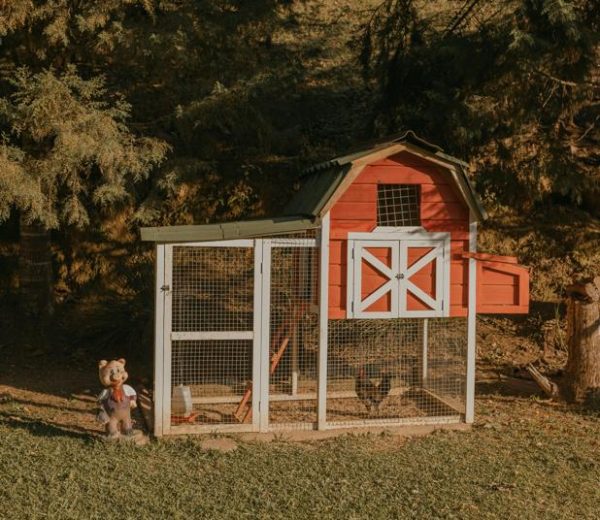 All about chicken coops, runs and equipment