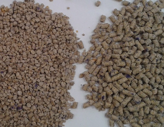 Chicken layer pellets and chicken layer crumbles