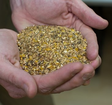 Organic chicken feed