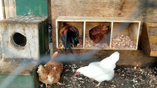 Chicken in nesting boxes