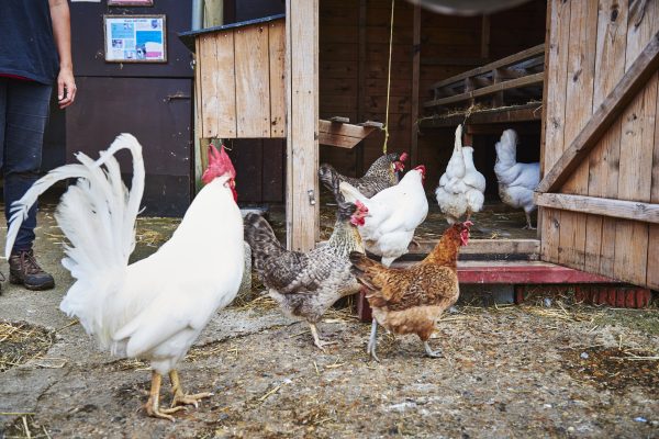 Free range chickens going in to chicken coop