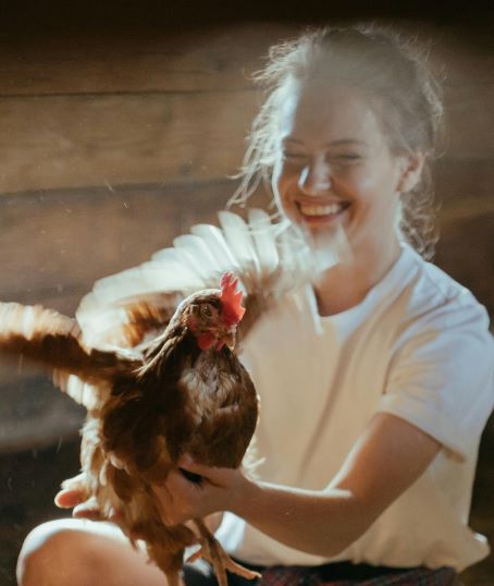 Chicken Clucks - How to keep chickens