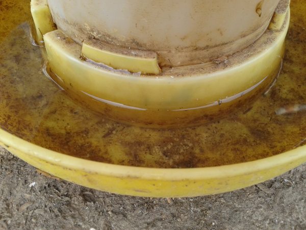 Prevent dirty chicken water! Clean waterers daily.