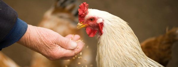 The Ultimate Guide on Chicken Feed and Water