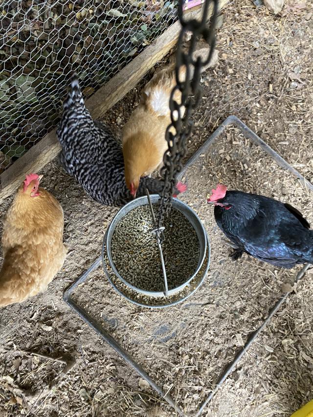 How To Choose The Best Chicken Feed For Healthy Hens