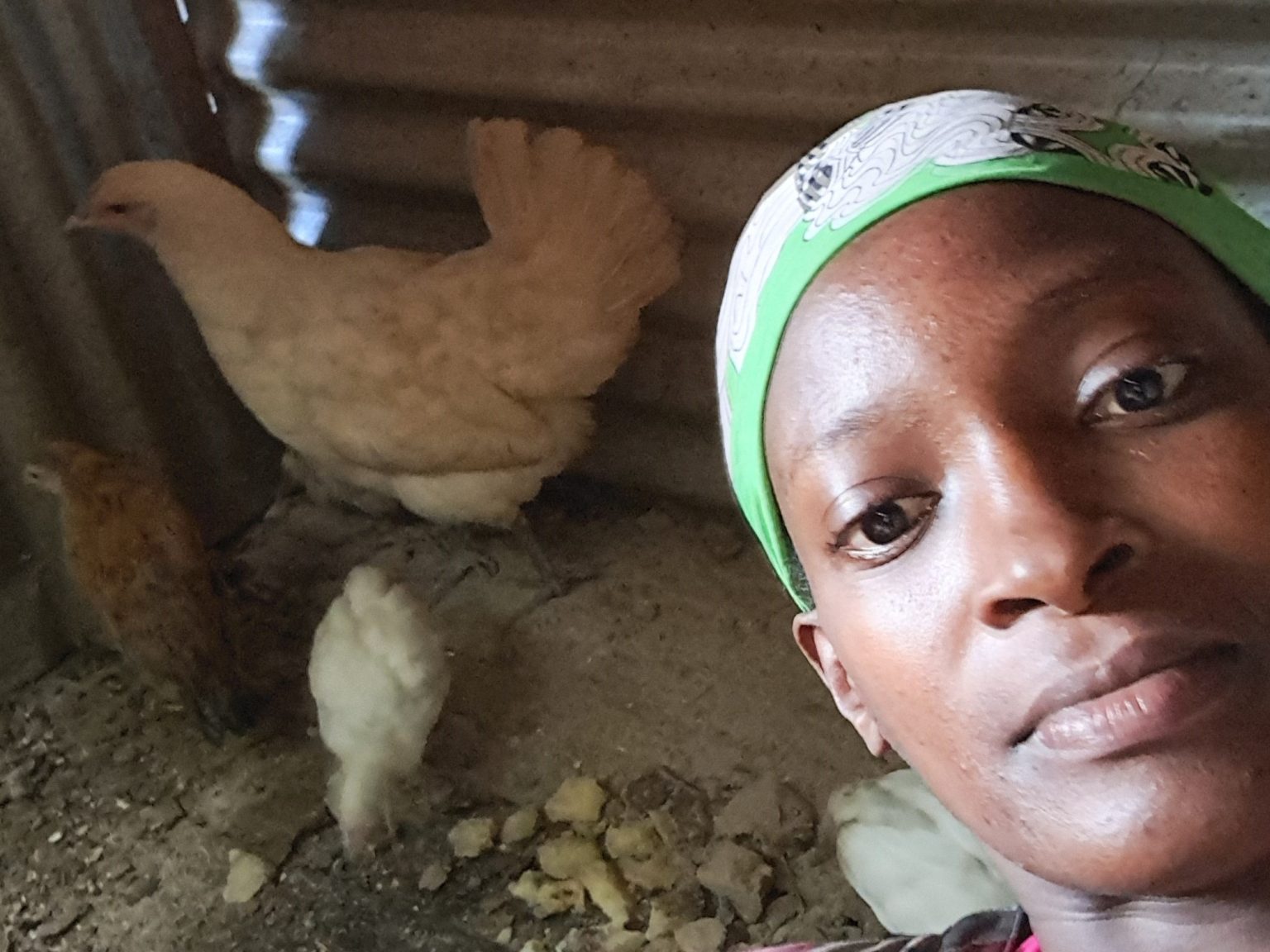 The Lost Chicken: An Amazing Story