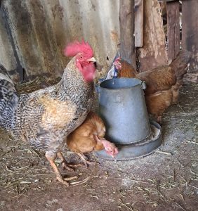 The Lost Chicken: An Amazing Story