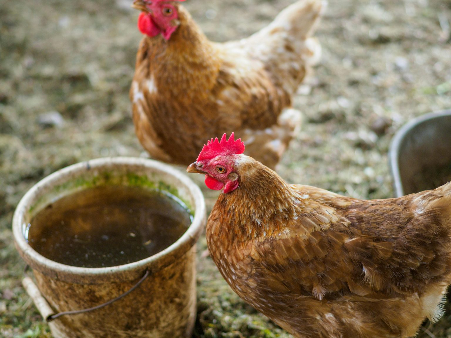 Keep Chicken Water Clean and Safe in 3 Easy Steps