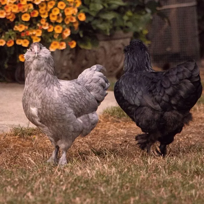 Ameraucana chicken breed has many color varieties