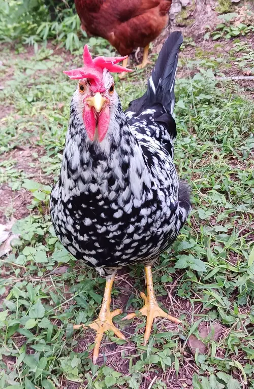 Ancona chicken breed
