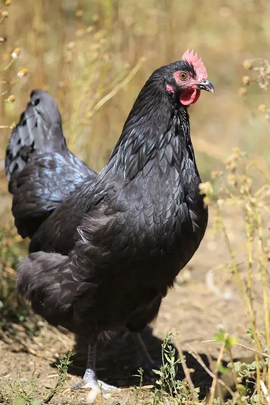 Australorp Chicken Breed