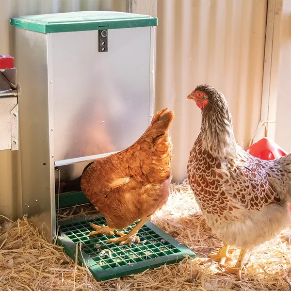 Automatic chicken feeder (image credit premie1supplies)