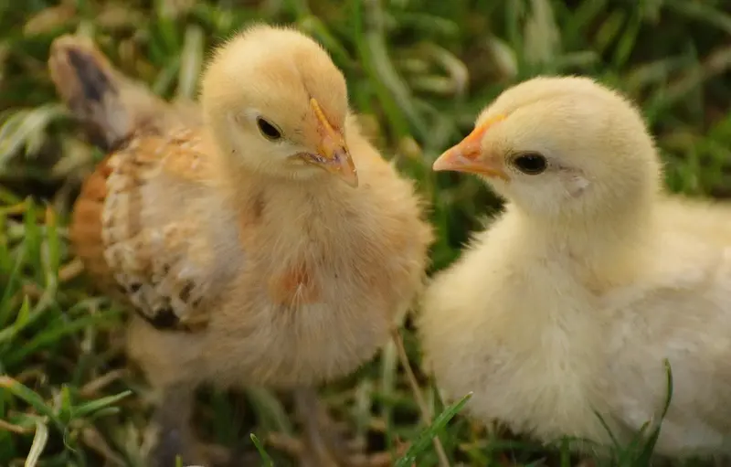 Baby chicks on grass