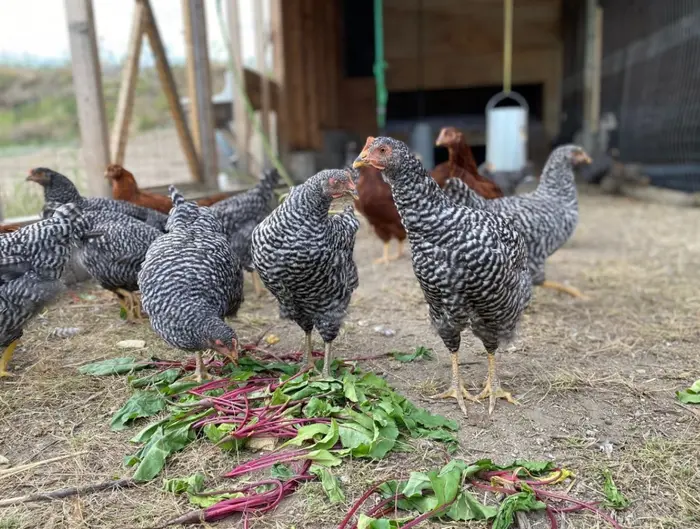 Chicken treats like leafy greens
