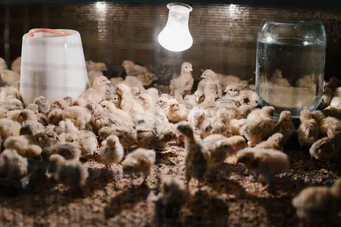 Brooding chicks with a heat lamp, chick feed and feeder, and water with electrolytes