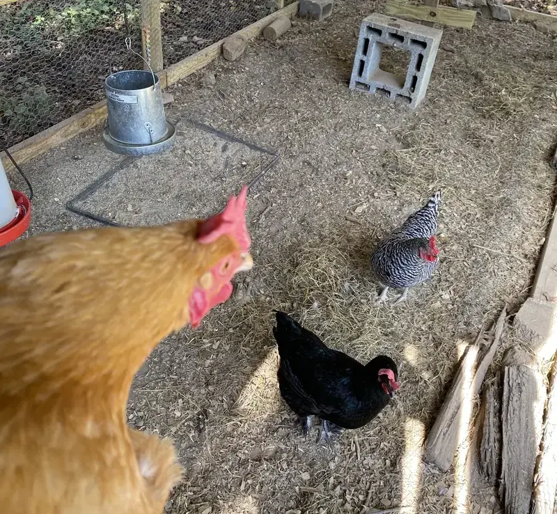 Chicken coop size and run size