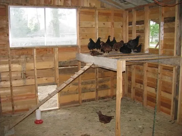 Chicken coop with high perch