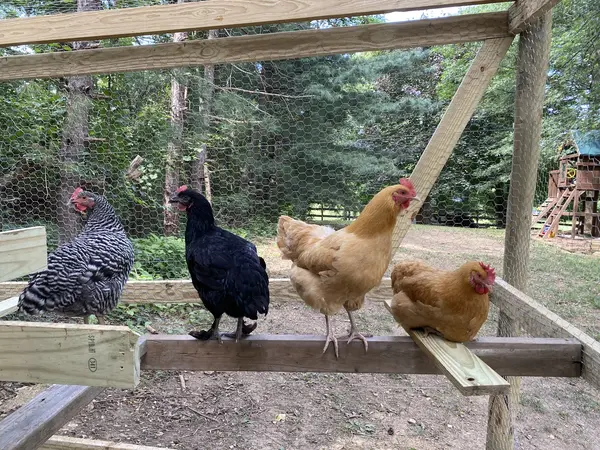 Chicken coop with run and laying hens