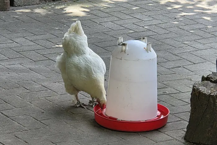 Chicken drinking water during hot weather in summer