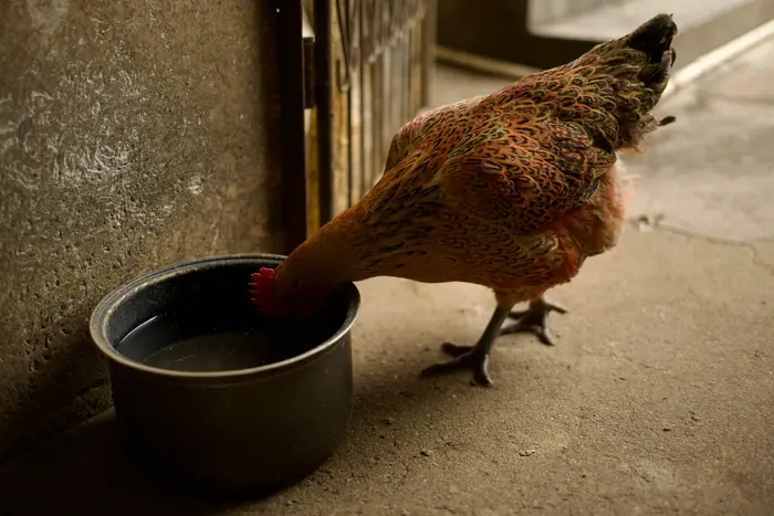 Chicken drinking water