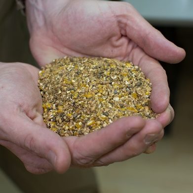 Chicken feed layer mash