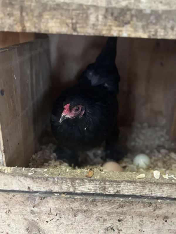 Chicken in nesting box with eggs