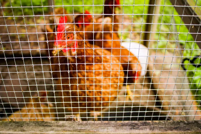 Chicken in run of welded hardware cloth of half-inch