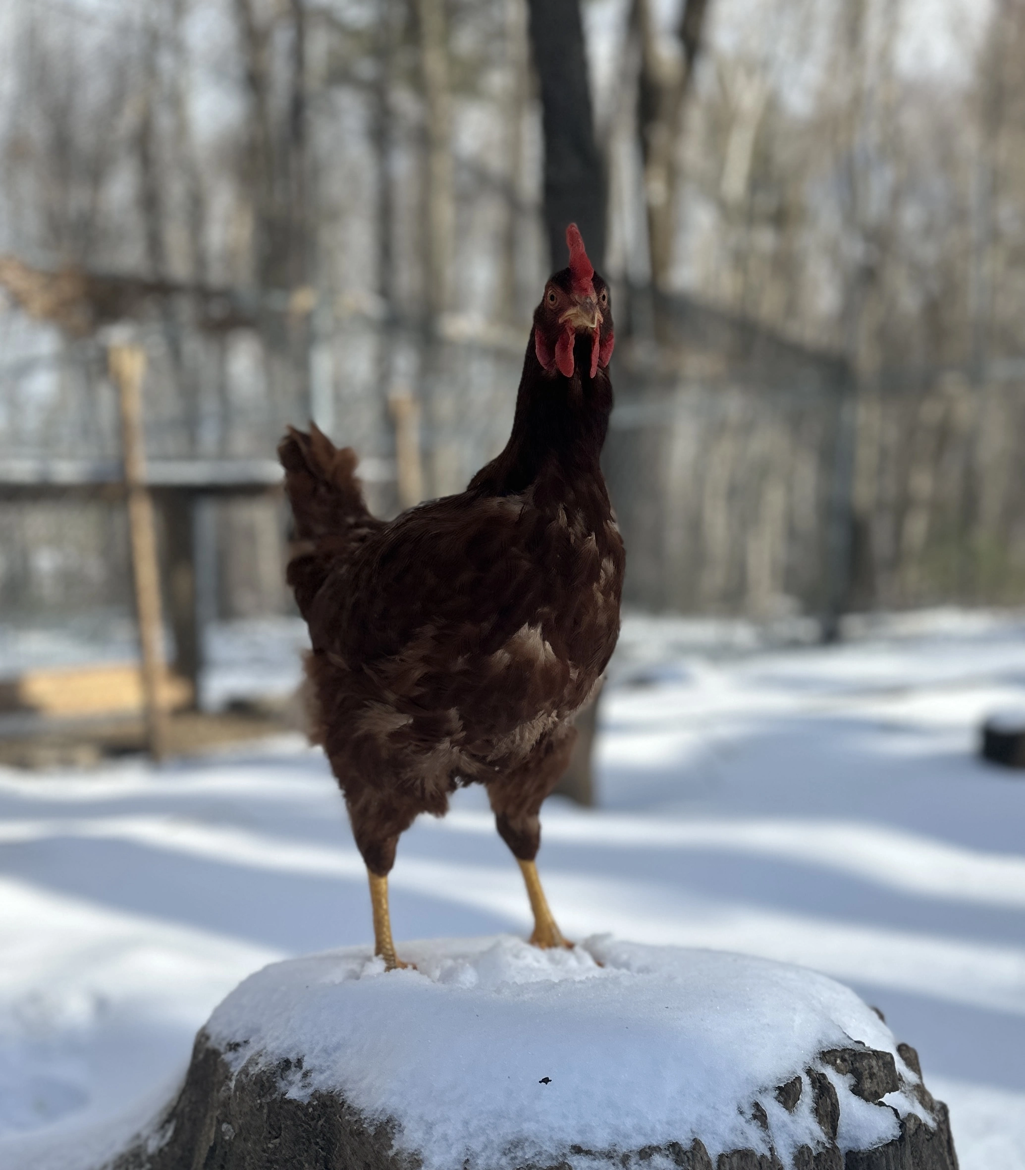 Chicken in winter in the snow