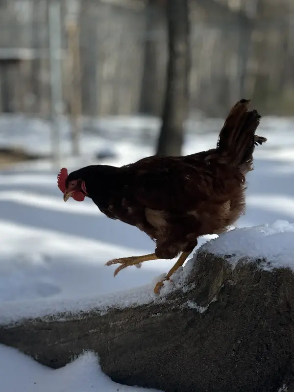Chicken in winter walking in the