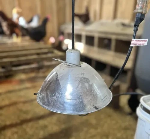 Chicken lighting hanged from the ceiling