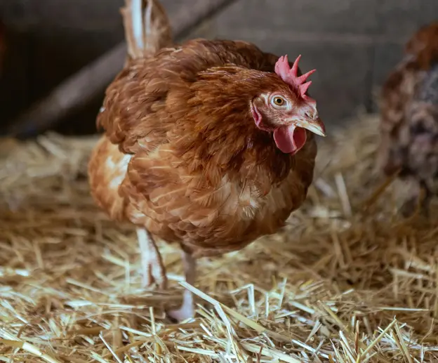 Chicken on straw as chicken bedding