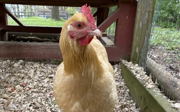 Chicken on wood shavings as chicken bedding