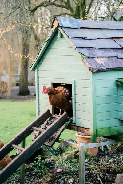 Chicken peaking out of a chicken coop