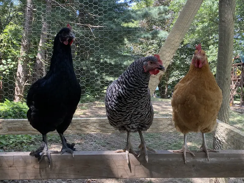 Chicken roosts and perches