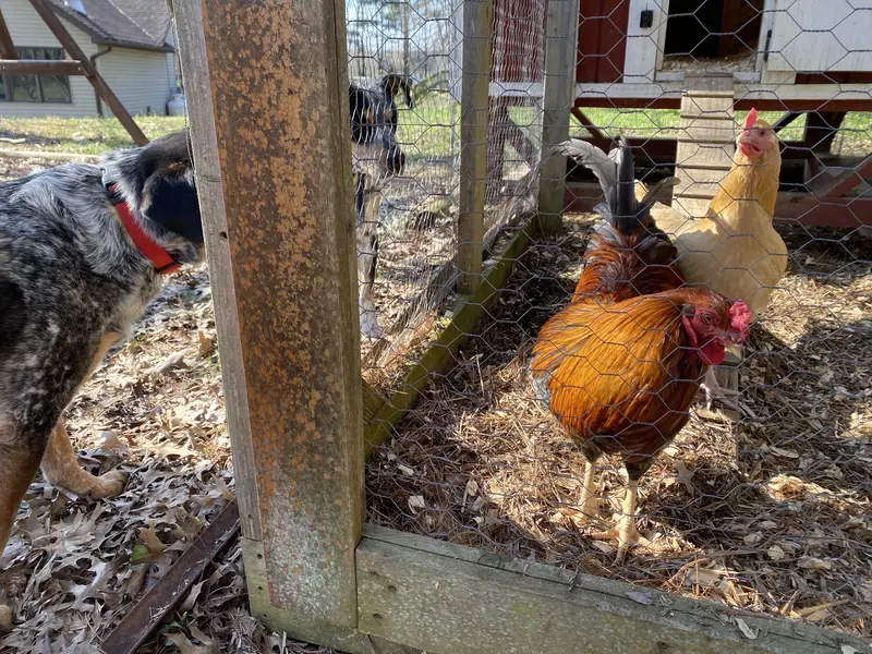 Chickens and dogs predators or friends