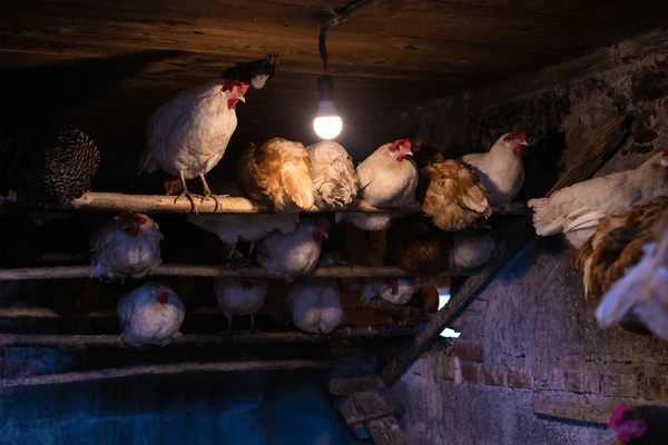 Chickens around light