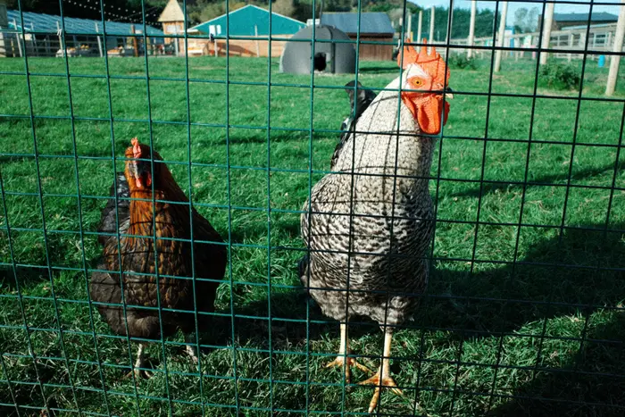 Chickens behind a PVC coated welded wire mesh fence with larger openings