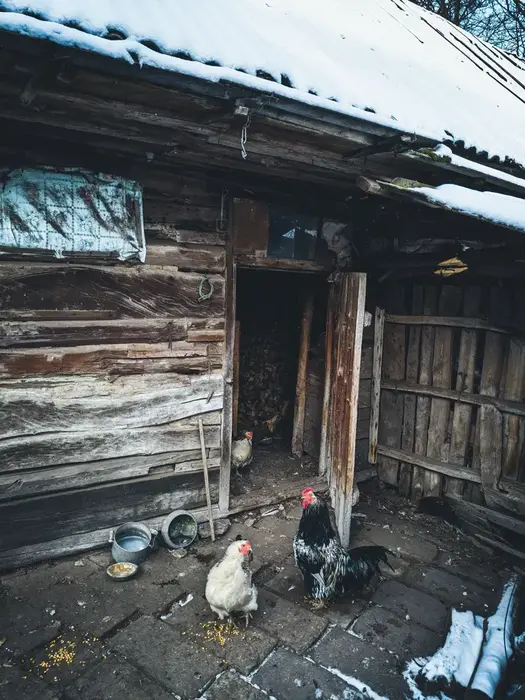 Chickens fed grains outside of a snow-covered coop